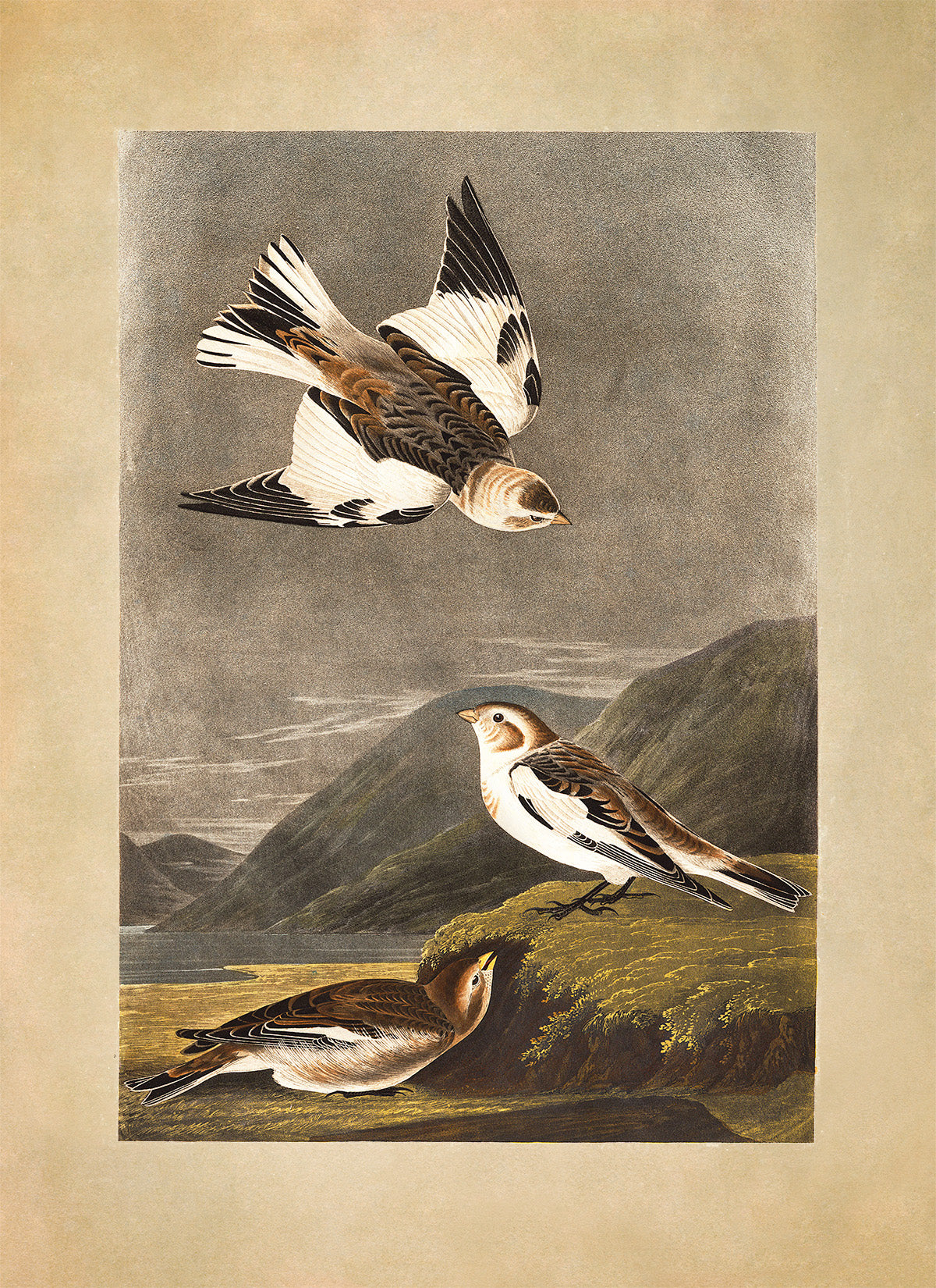 Snow Bunting Bird Print, Vintage Style Audubon Birds Of America Illustration, AOB181