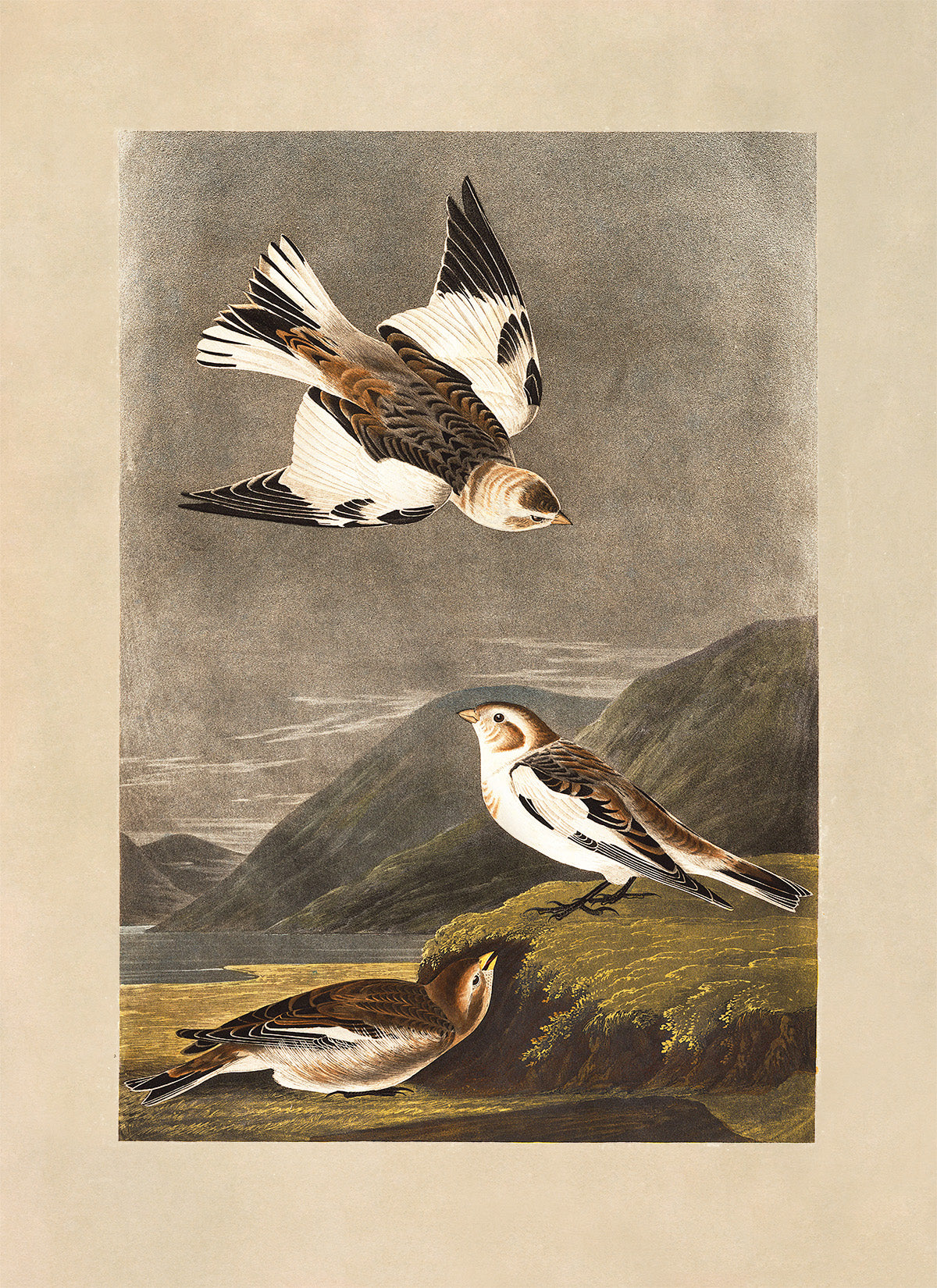 Snow Bunting Bird Print, Vintage Style Audubon Birds Of America Illustration, AOB181