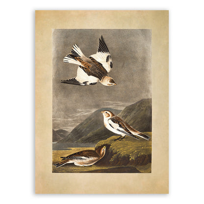 Snow Bunting Bird Print, Vintage Style Audubon Birds Of America Illustration, AOB181