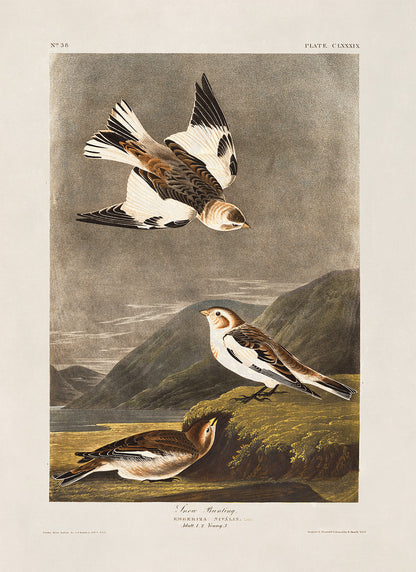 Snow Bunting Bird Print, Vintage Style Audubon Birds Of America Illustration, AOB181