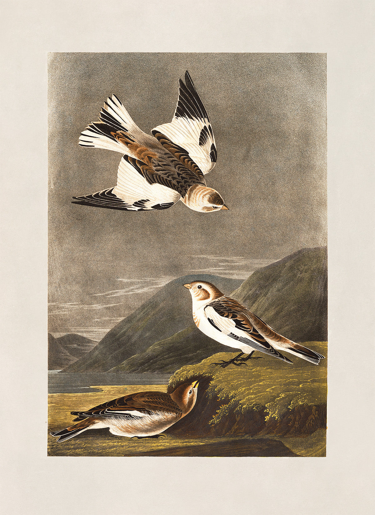 Snow Bunting Bird Print, Vintage Style Audubon Birds Of America Illustration, AOB181