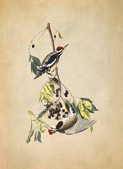 Yellow Bellied Sapsucker Bird Print, Vintage Style Audubon Birds Of America Illustration, AOB182