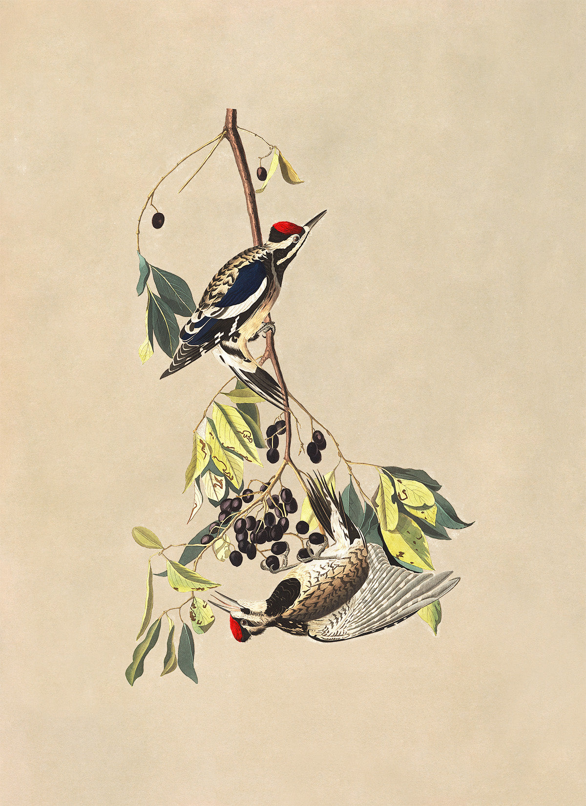 Yellow Bellied Sapsucker Bird Print, Vintage Style Audubon Birds Of America Illustration, AOB182