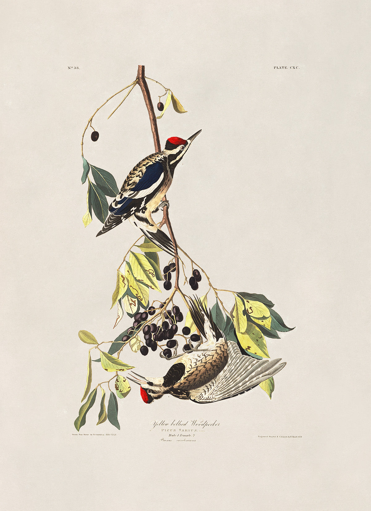 Yellow Bellied Sapsucker Bird Print, Vintage Style Audubon Birds Of America Illustration, AOB182