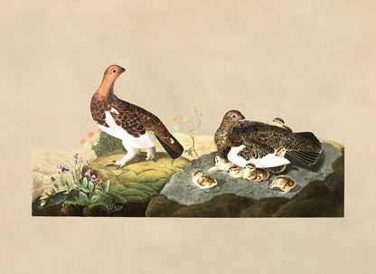 Willow Ptarmigan Bird Print, Vintage Style Audubon Birds Of America Illustration, AOB183