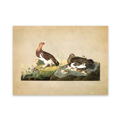 Willow Ptarmigan Bird Print, Vintage Style Audubon Birds Of America Illustration, AOB183