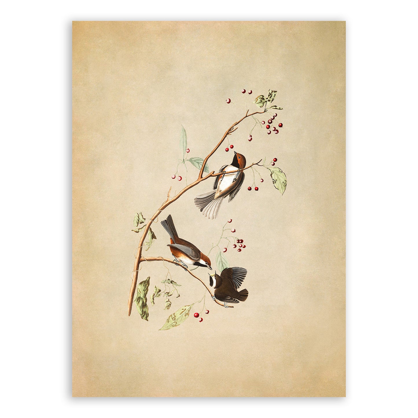 Canadian Titmouse Bird Print, Vintage Style Audubon Birds Of America Illustration, AOB185