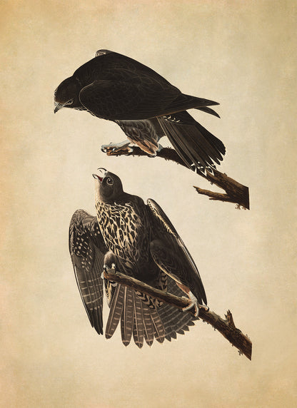 Gyrfalcon Bird Print, Vintage Style Audubon Birds Of America Illustration, AOB187