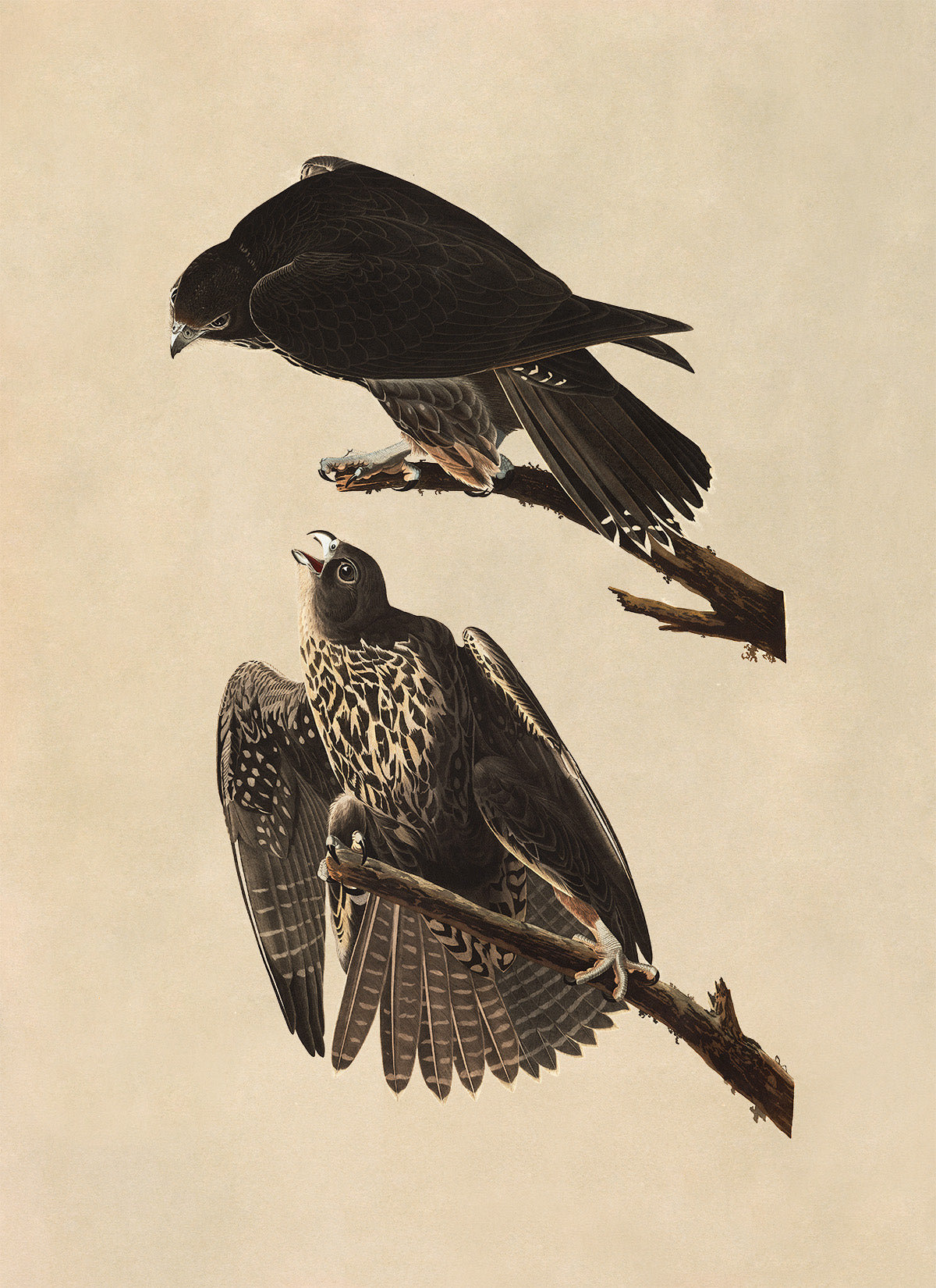 Gyrfalcon Bird Print, Vintage Style Audubon Birds Of America Illustration, AOB187