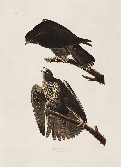 Gyrfalcon Bird Print, Vintage Style Audubon Birds Of America Illustration, AOB187