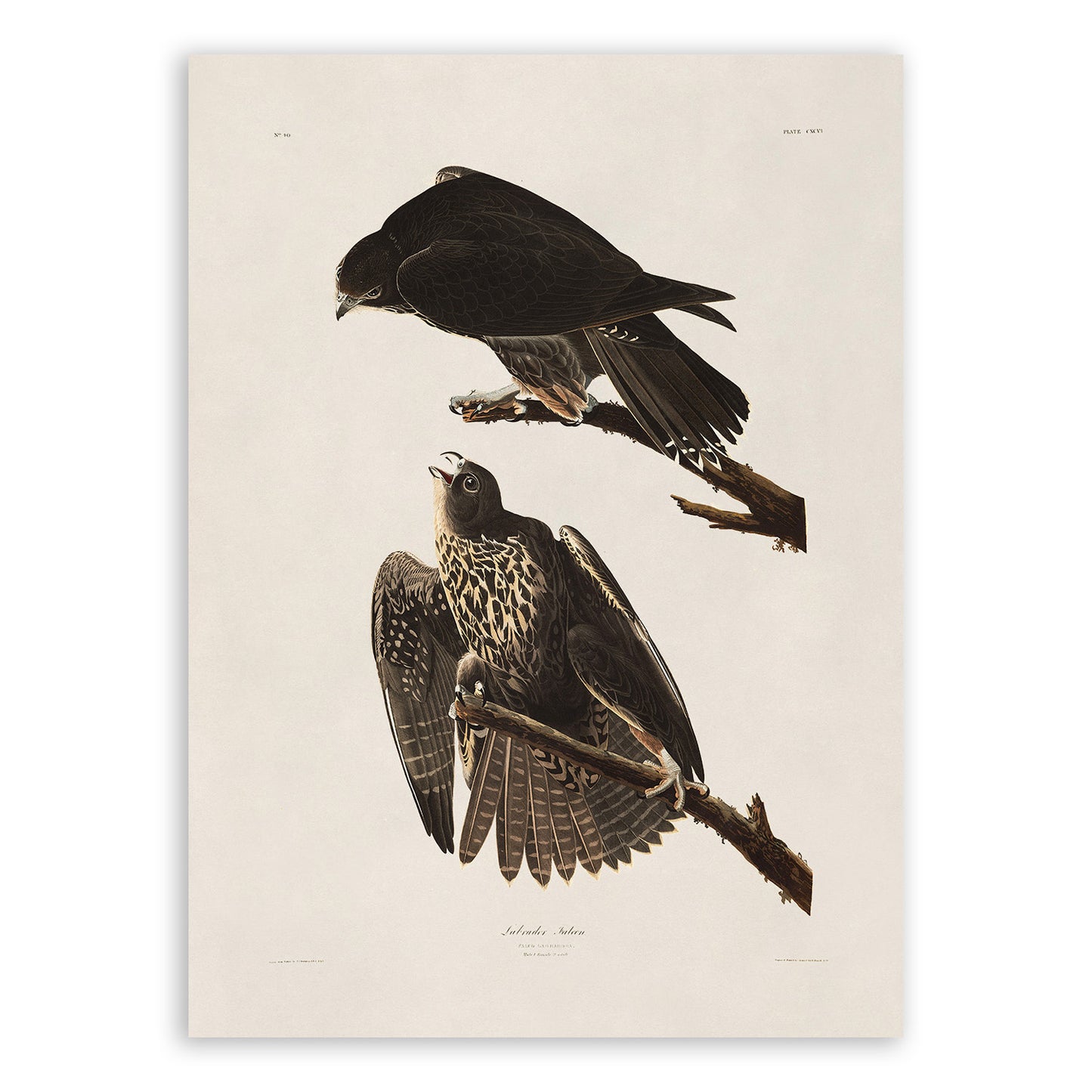 Gyrfalcon Bird Print, Vintage Style Audubon Birds Of America Illustration, AOB187