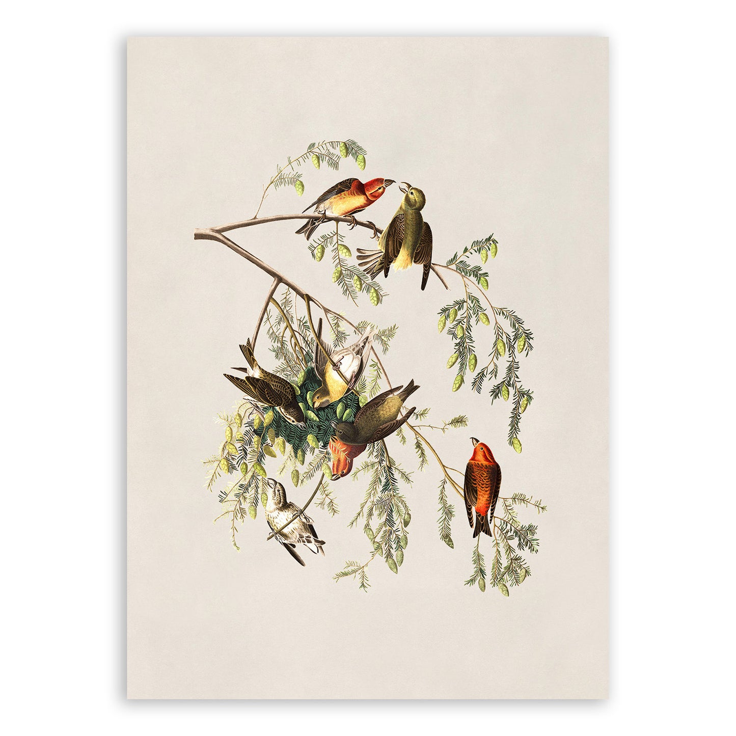 American Red Crossbill Bird Print, Vintage Style Audubon Birds Of America Illustration, AOB188