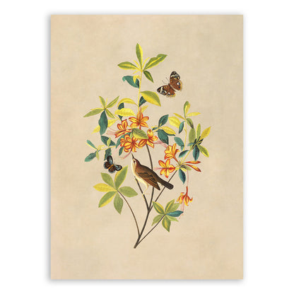 Swainsons Warbler Bird Print, Vintage Style Audubon Birds Of America Illustration, AOB189