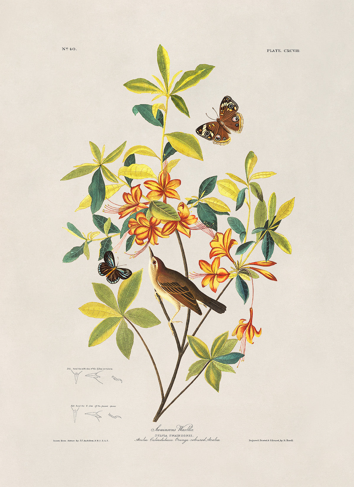 Swainsons Warbler Bird Print, Vintage Style Audubon Birds Of America Illustration, AOB189