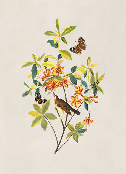 Swainsons Warbler Bird Print, Vintage Style Audubon Birds Of America Illustration, AOB189