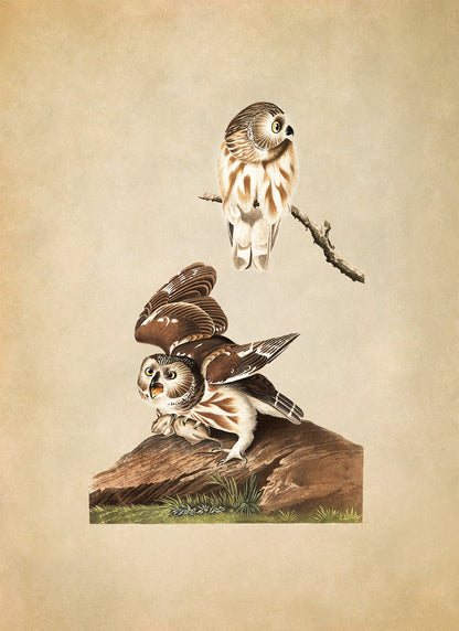 Northern Saw Whet Owl Print, Vintage Style Audubon Birds Of America Illustration, AOB190