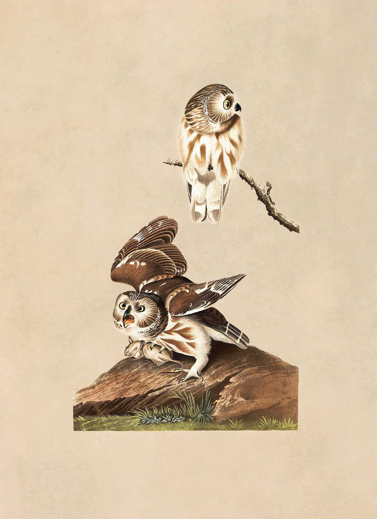 Northern Saw Whet Owl Print, Vintage Style Audubon Birds Of America Illustration, AOB190