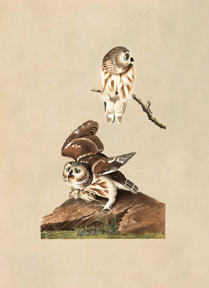 Northern Saw Whet Owl Print, Vintage Style Audubon Birds Of America Illustration, AOB190