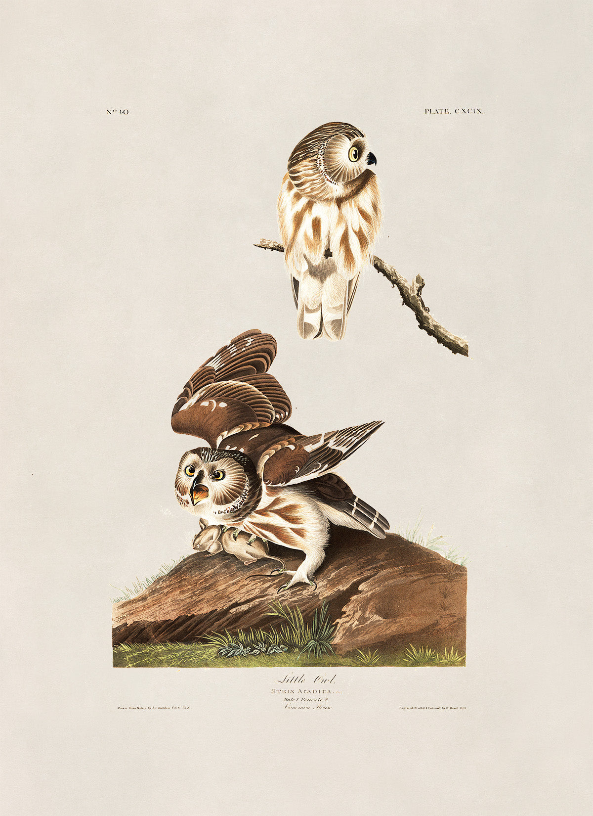 Northern Saw Whet Owl Print, Vintage Style Audubon Birds Of America Illustration, AOB190