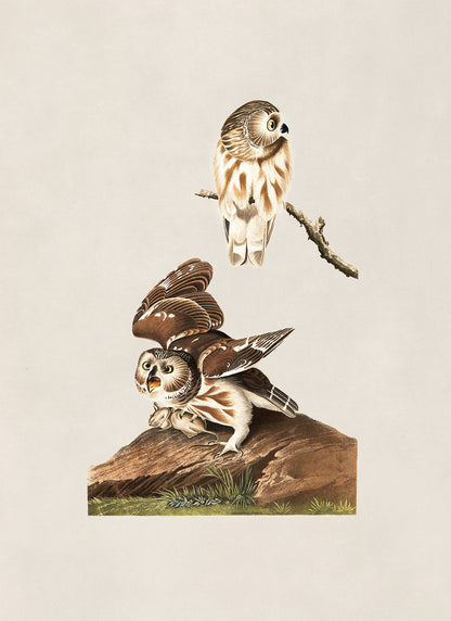 Northern Saw Whet Owl Print, Vintage Style Audubon Birds Of America Illustration, AOB190