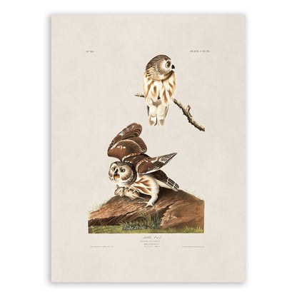 Northern Saw Whet Owl Print, Vintage Style Audubon Birds Of America Illustration, AOB190