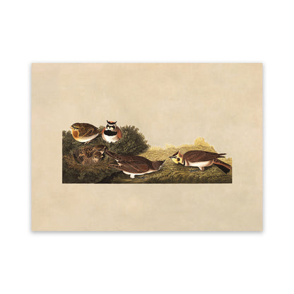 Shore Lark Bird Print, Vintage Style Audubon Birds Of America Illustration, AOB191