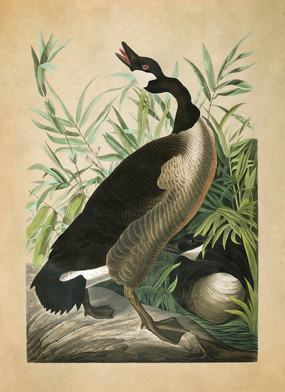 Canada Goose Bird Print, Vintage Style Audubon Birds Of America Illustration, AOB192