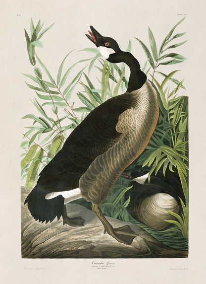 Canada Goose Bird Print, Vintage Style Audubon Birds Of America Illustration, AOB192