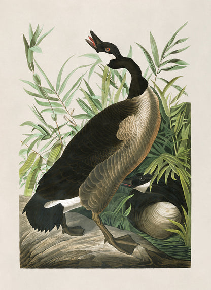 Canada Goose Bird Print, Vintage Style Audubon Birds Of America Illustration, AOB192