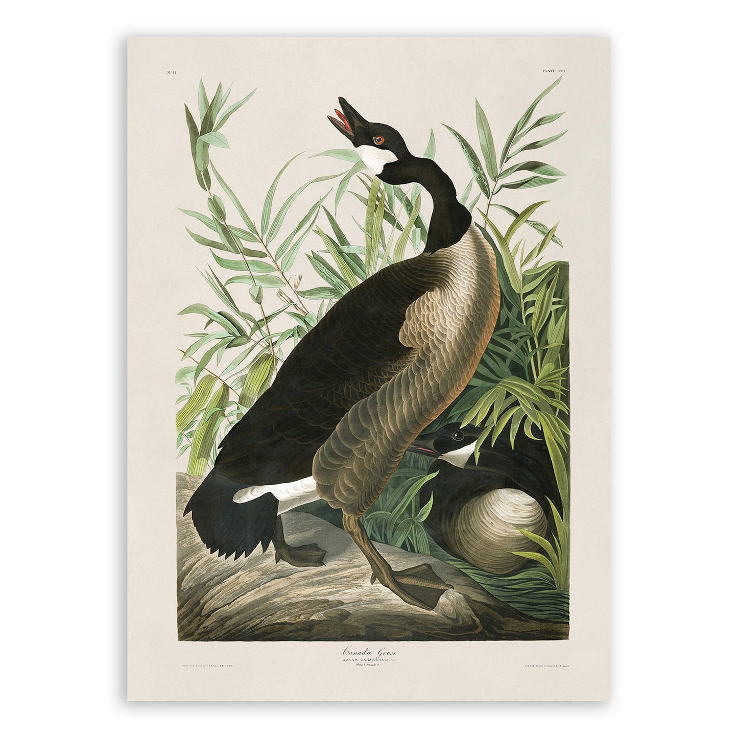 Canada Goose Bird Print, Vintage Style Audubon Birds Of America Illustration, AOB192