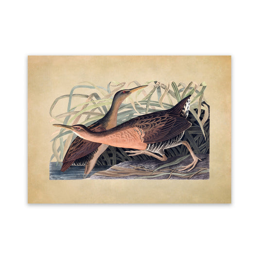 King Rail Bird Print, Vintage Style Audubon Birds Of America Illustration, AOB193