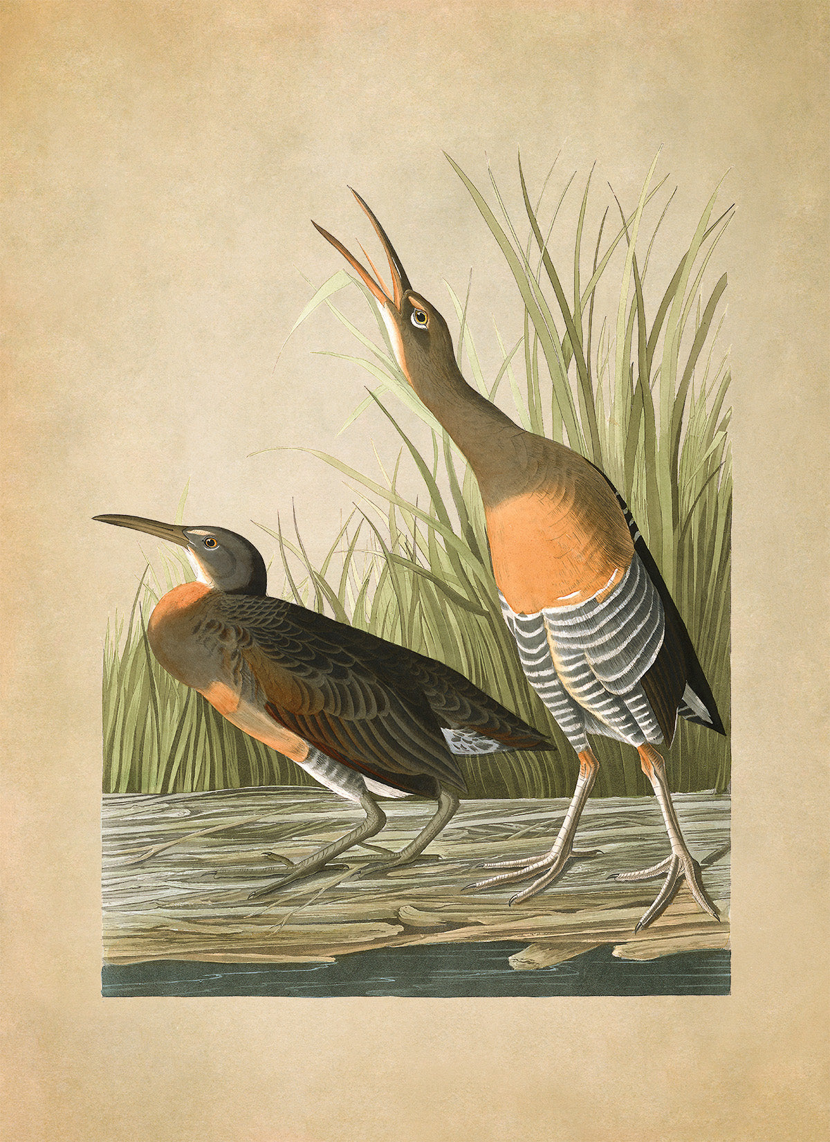 Clapper Rail Bird Print, Vintage Style Audubon Birds Of America Illustration, AOB194