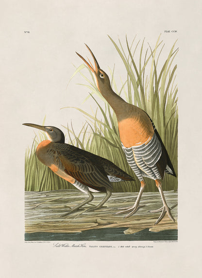 Clapper Rail Bird Print, Vintage Style Audubon Birds Of America Illustration, AOB194