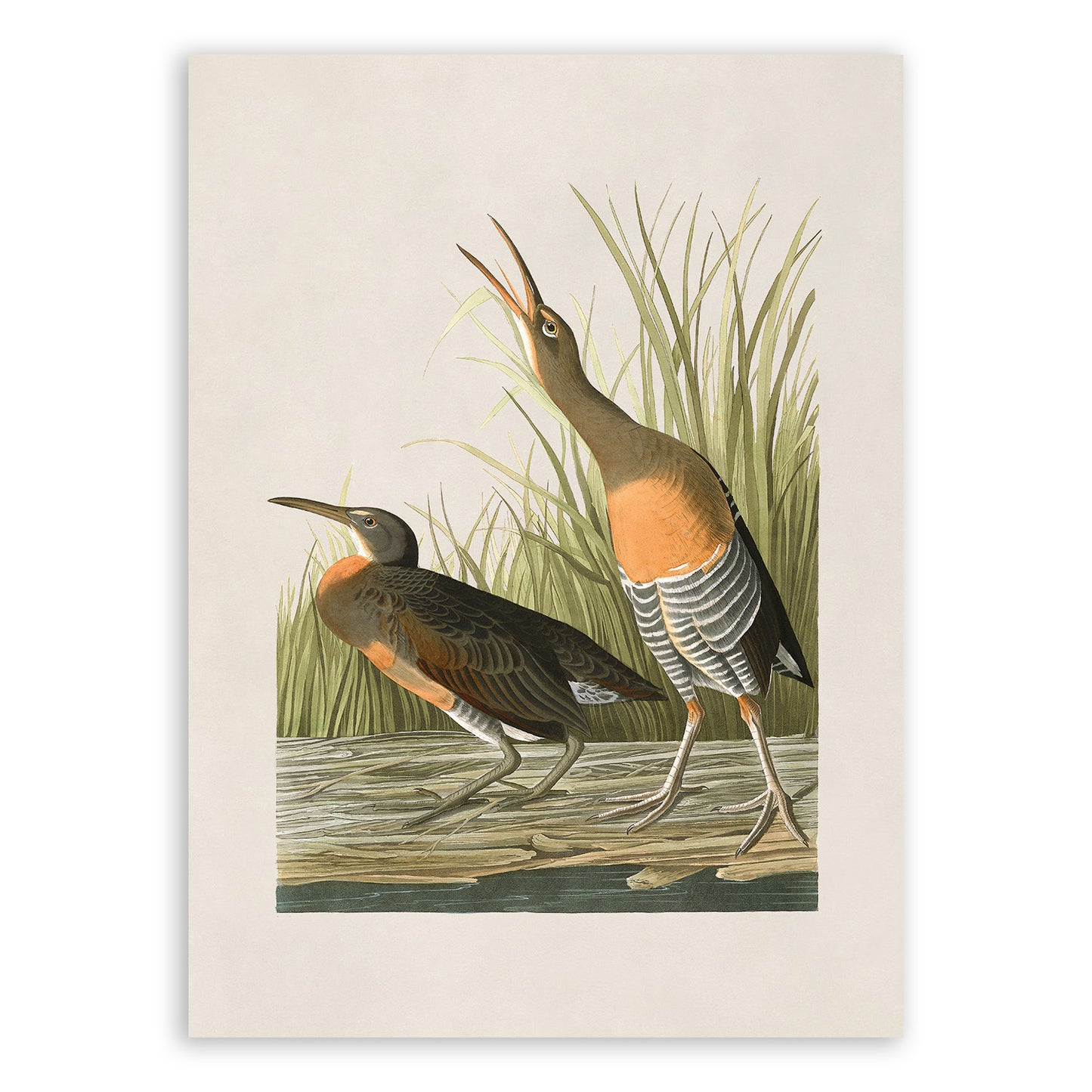 Clapper Rail Bird Print, Vintage Style Audubon Birds Of America Illustration, AOB194