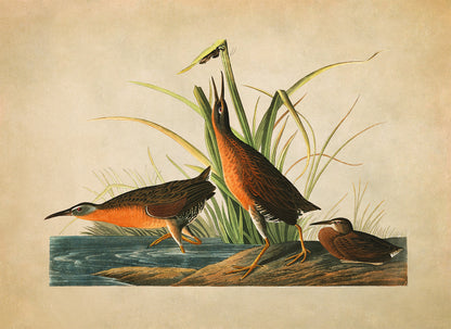 Virginia Rail Bird Print, Vintage Style Audubon Birds Of America Illustration, AOB195