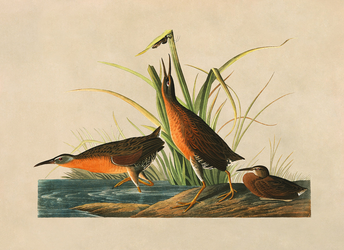 Virginia Rail Bird Print, Vintage Style Audubon Birds Of America Illustration, AOB195