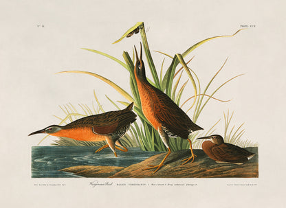 Virginia Rail Bird Print, Vintage Style Audubon Birds Of America Illustration, AOB195