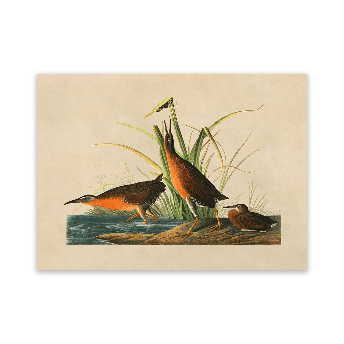 Virginia Rail Bird Print, Vintage Style Audubon Birds Of America Illustration, AOB195