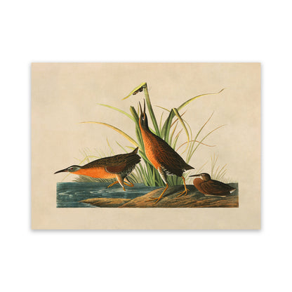 Virginia Rail Bird Print, Vintage Style Audubon Birds Of America Illustration, AOB195