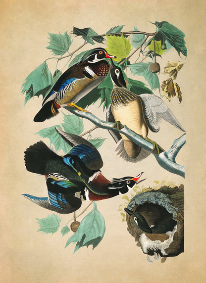 Wood Duck Print, Vintage Style Audubon Birds Of America Illustration, AOB196