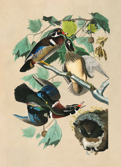 Wood Duck Print, Vintage Style Audubon Birds Of America Illustration, AOB196