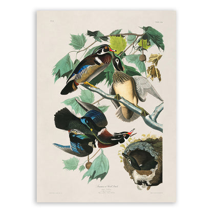 Wood Duck Print, Vintage Style Audubon Birds Of America Illustration, AOB196