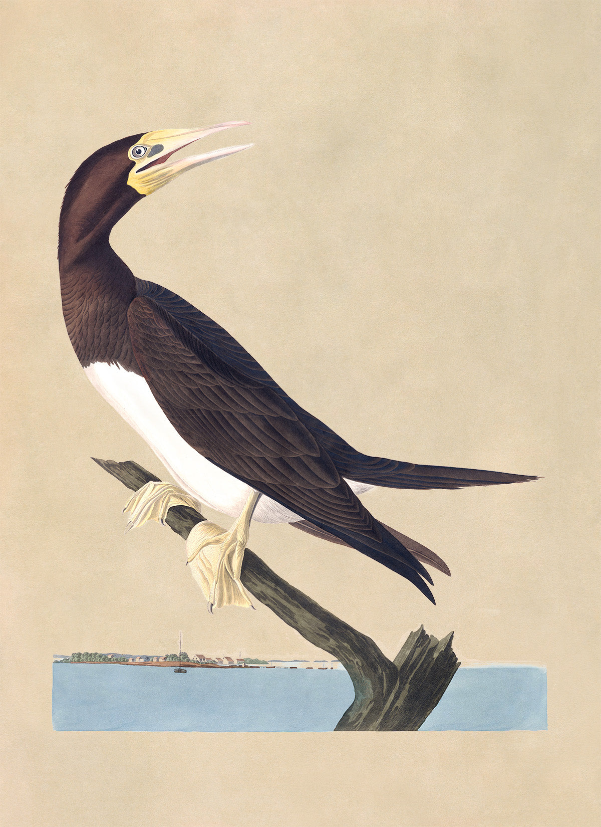 Brown Booby Bird Print, Vintage Style Audubon Birds Of America Illustration, AOB197