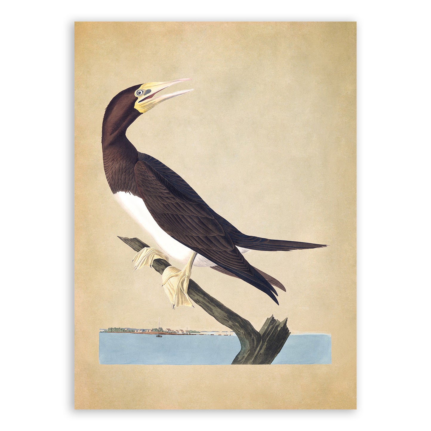 Brown Booby Bird Print, Vintage Style Audubon Birds Of America Illustration, AOB197