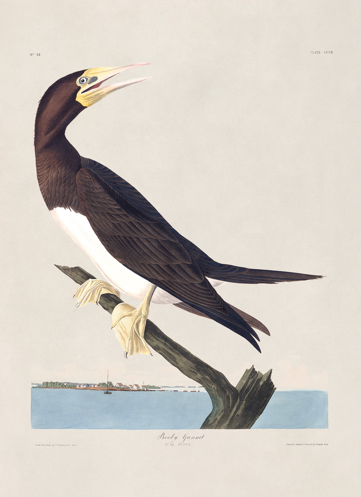 Brown Booby Bird Print, Vintage Style Audubon Birds Of America Illustration, AOB197