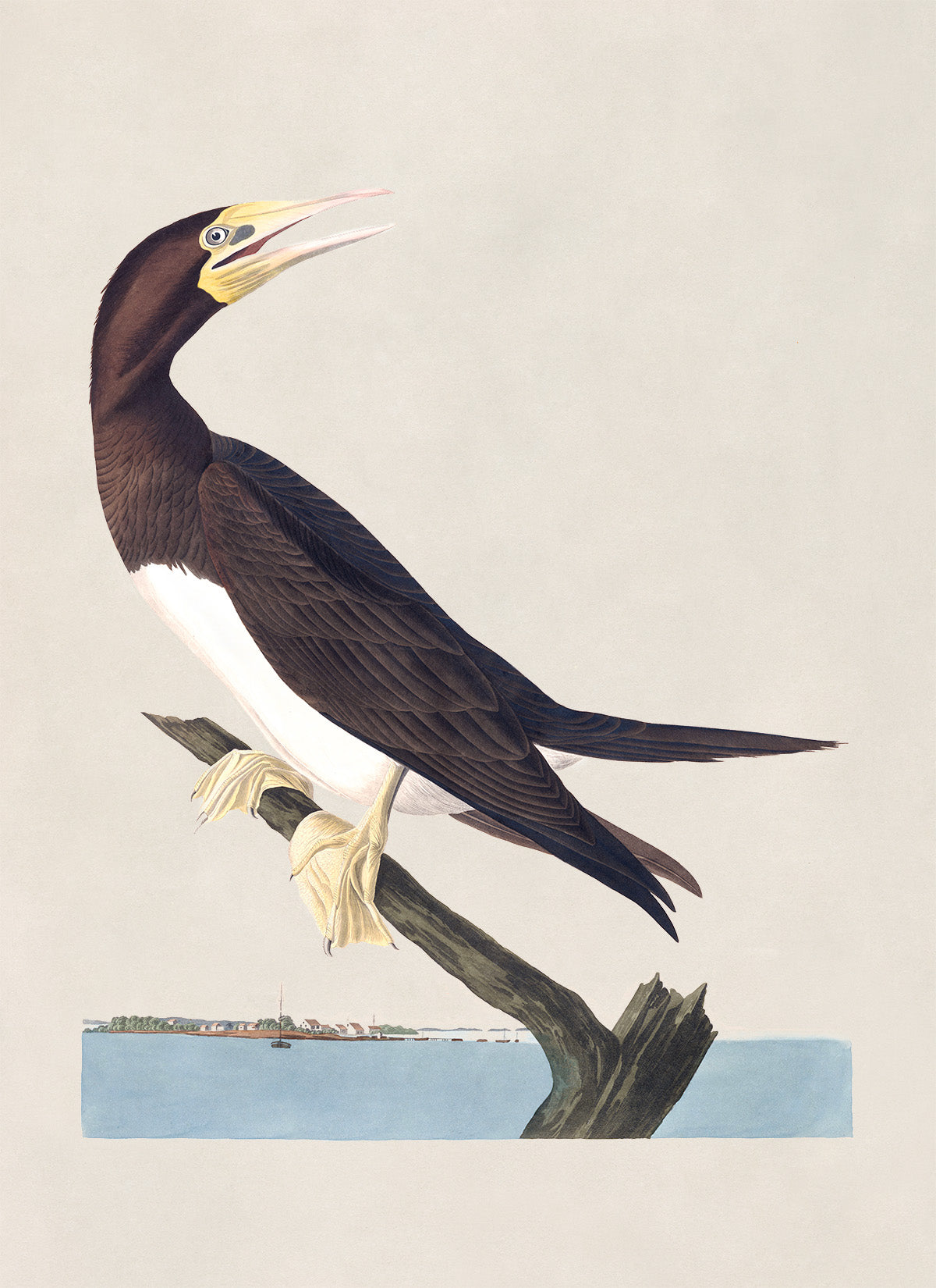 Brown Booby Bird Print, Vintage Style Audubon Birds Of America Illustration, AOB197