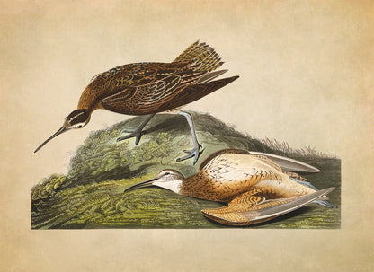 Eskimo Curlew Bird Print, Vintage Style Audubon Birds Of America Illustration, AOB198