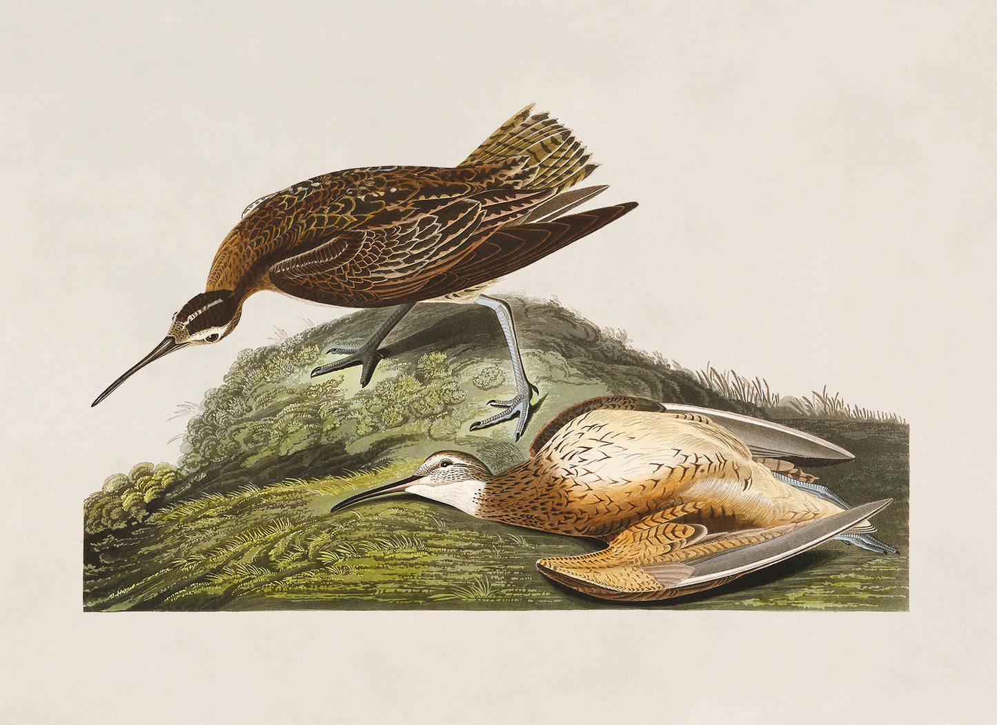 Eskimo Curlew Bird Print, Vintage Style Audubon Birds Of America Illustration, AOB198