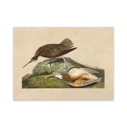 Eskimo Curlew Bird Print, Vintage Style Audubon Birds Of America Illustration, AOB198