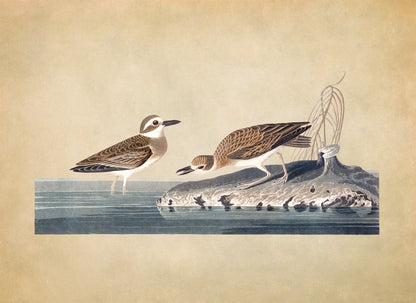 Wilsons Plover Bird Print, Vintage Style Audubon Birds Of America Illustration, AOB199